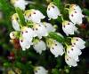 Show product details for Cassiope Edinburgh